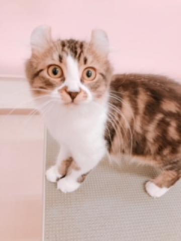 ディスワン相模大野店 神奈川県 子犬や子猫たちのペット販売情報が満載 ペットステーション