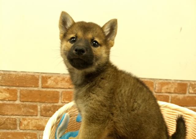 柴犬