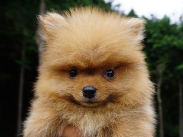 ポメラニアン