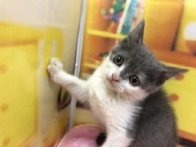 ブリティッシュショートヘア