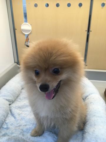 ポメラニアン