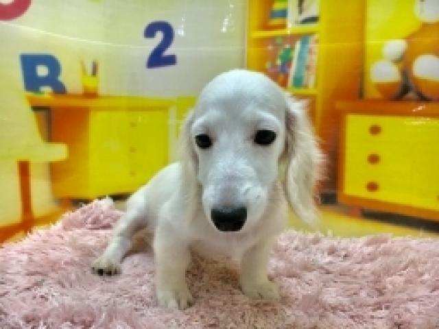 ミニチュアダックスフンド