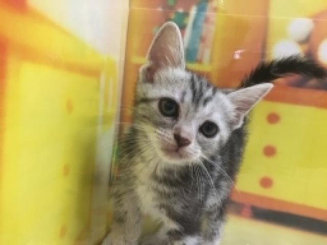 アメリカンショートヘアー