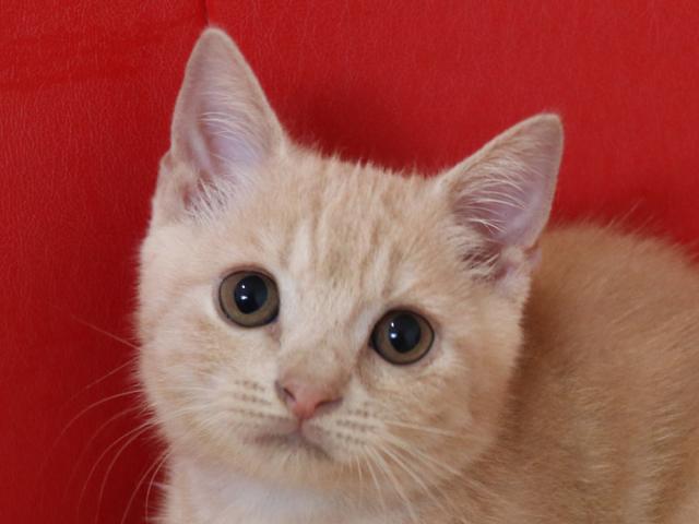 スコティッシュフォールド