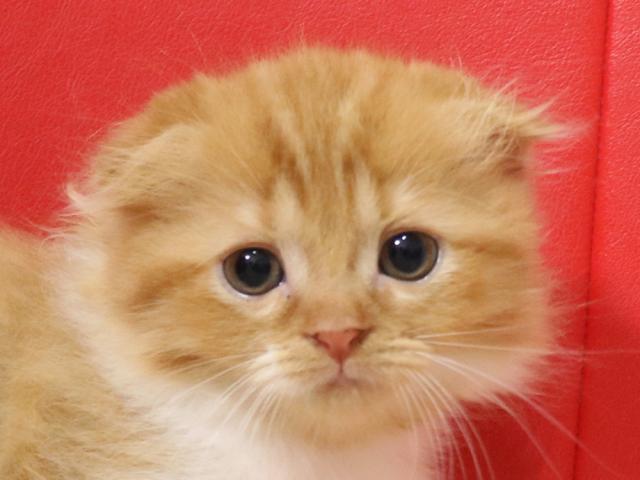 スコティッシュフォールド