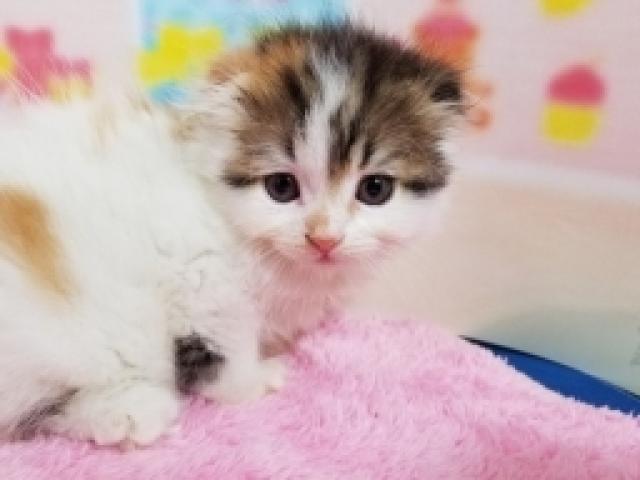 スコティッシュフォールド