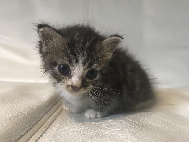 マンチカン【短足】