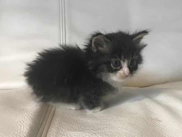 マンチカン【短足】