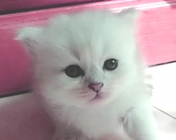ペルシャ・ヒマラヤン