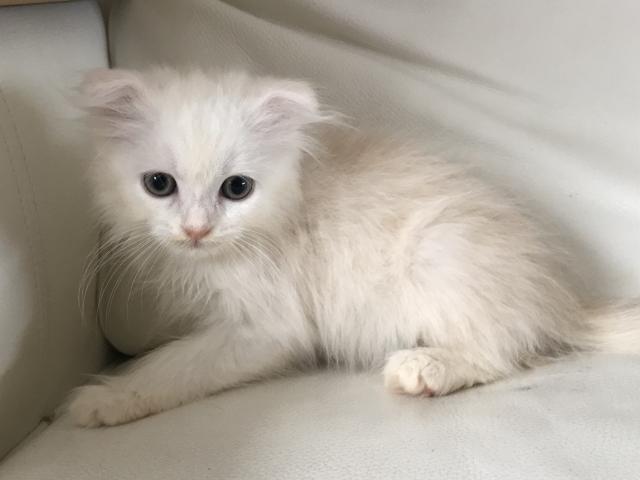 スコティッシュフォールド