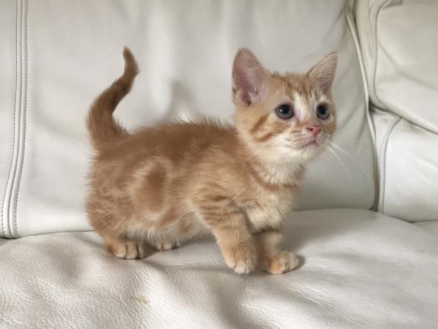 マンチカン【短足】