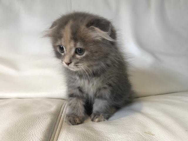 スコティッシュフォールド