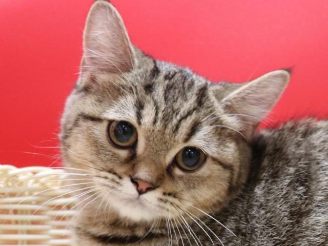 スコティッシュフォールド