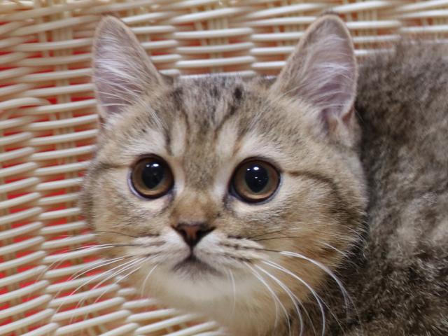 スコティッシュフォールド