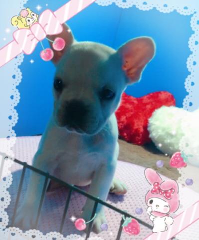 フレンチブルドッグ