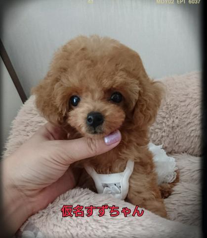 トイプードル