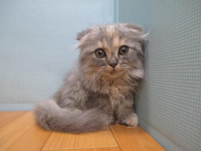 スコティッシュフォールド