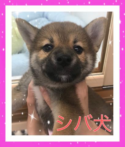 柴犬