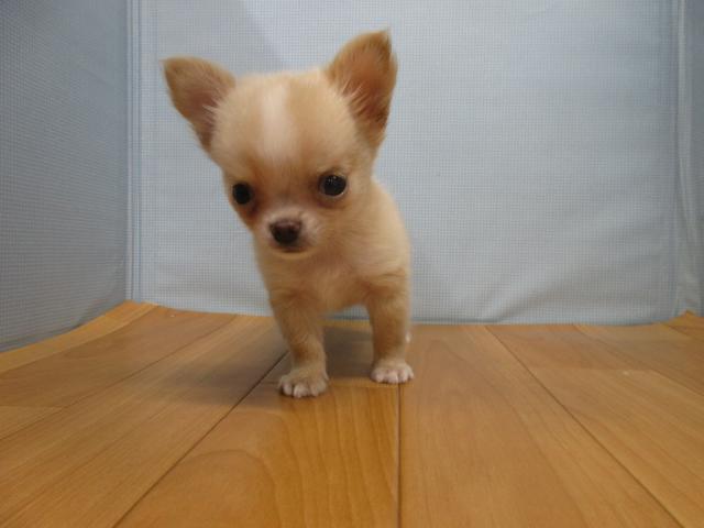 チワワ（ロングコート）