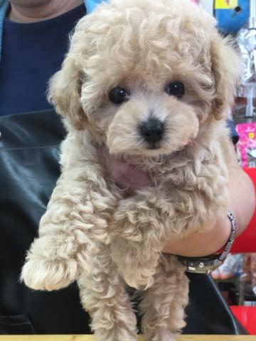 トイプードル