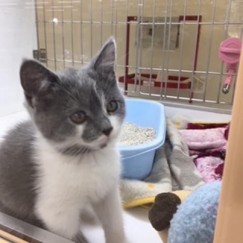 ブリティッシュショートヘア