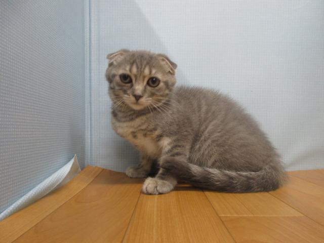 スコティッシュフォールド