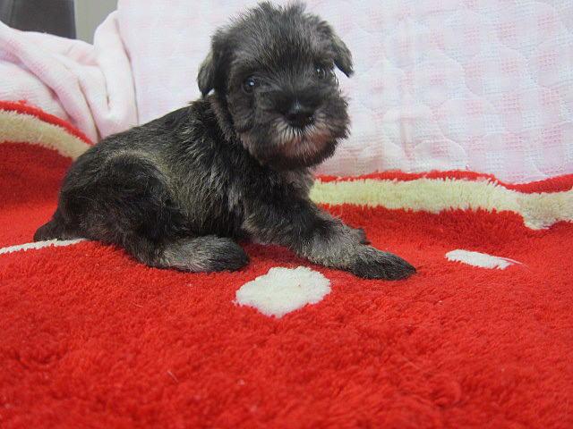 ミニチュアシュナウザー