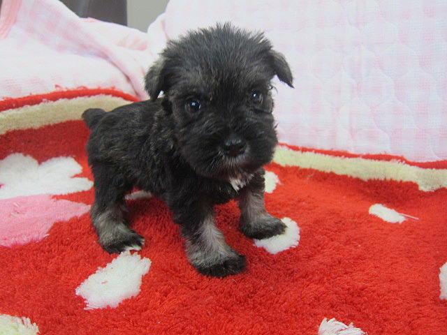 ミニチュアシュナウザー