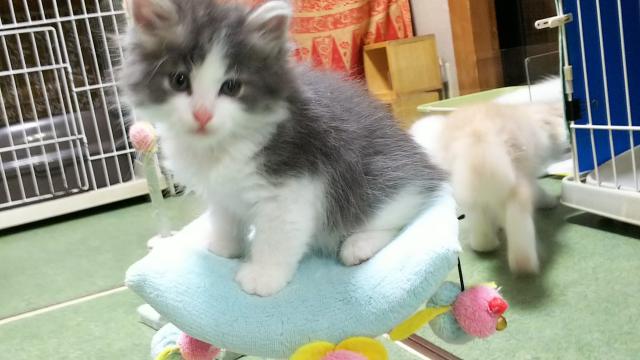 ノルウェージャンフォレストキャット