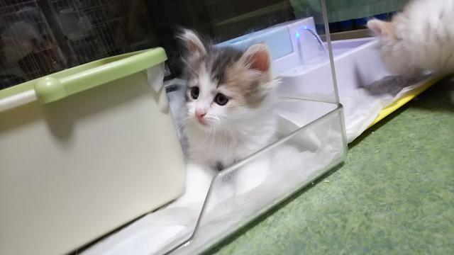 ノルウェージャンフォレストキャット