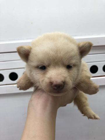 柴犬