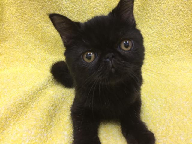 エキゾチックショートヘアー