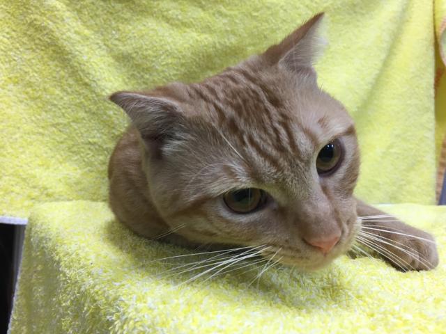 スコティッシュフォールド