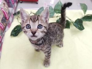 ベンガル ☆ヒョウ柄にゃんこ☆