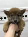 柴犬