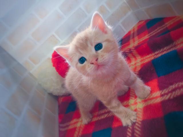 アメリカンショートヘアー