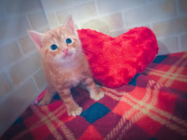 アメリカンショートヘアー