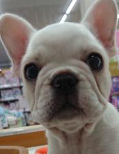 フレンチブルドッグ