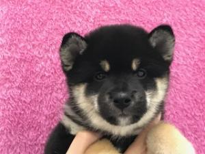 柴犬