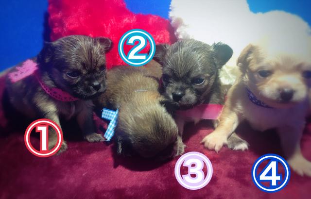 チワワ(ロングコート)