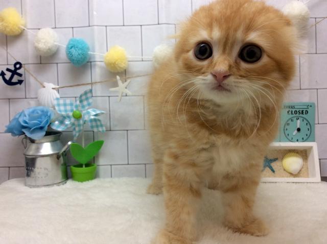 スコティッシュフォールド