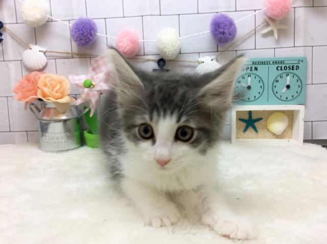 ノルウェージャンフォレストキャット