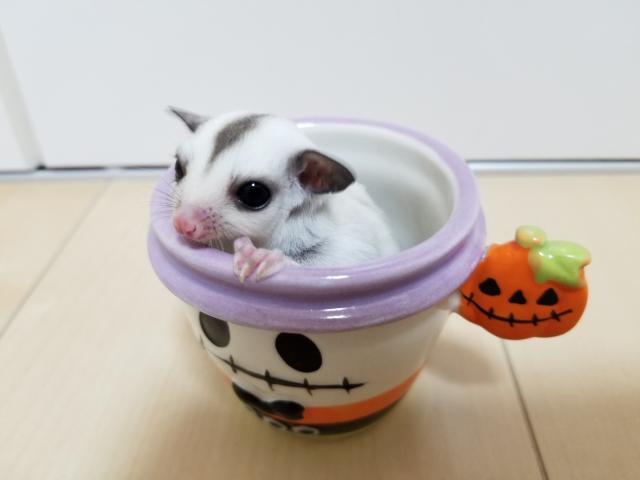 フクロモモンガ