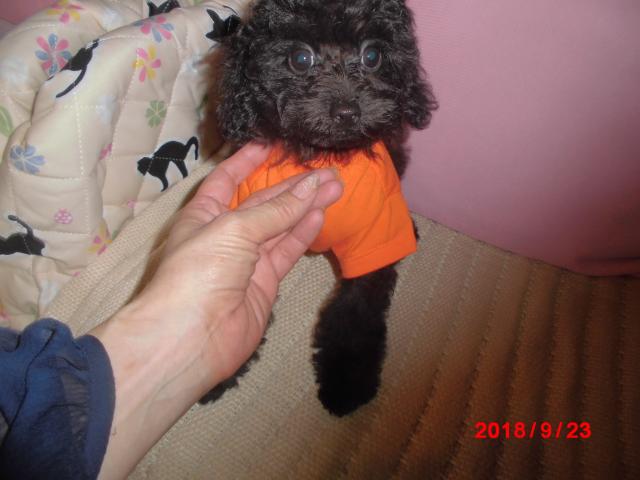 トイプードルTカップからタイニー