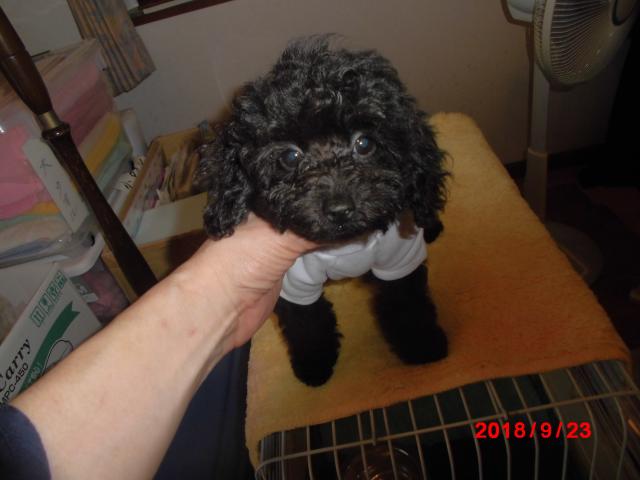 トイプードルタイニー