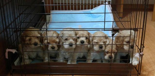 アメリカンコッカースパニエル