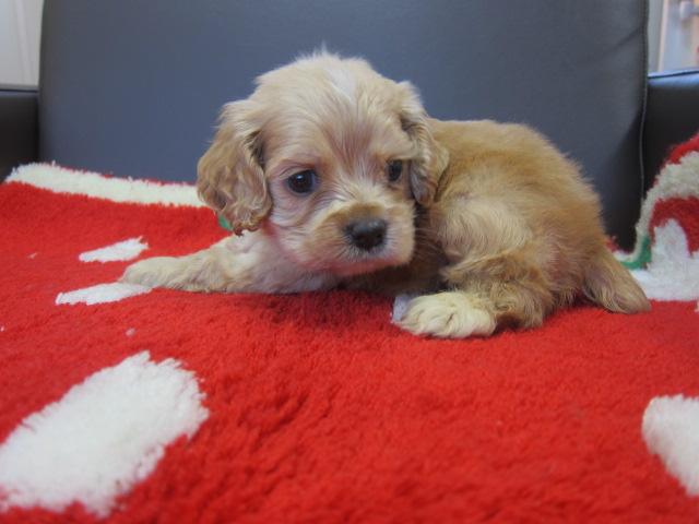 アメリカンコッカースパニエル