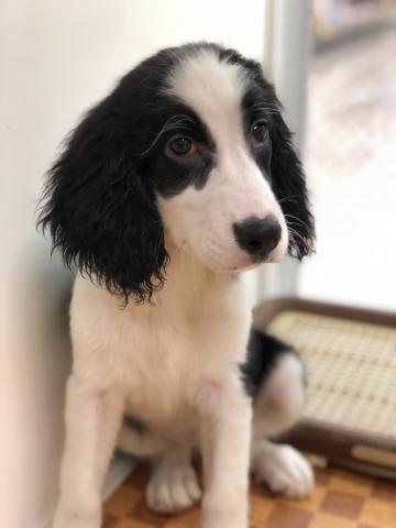 イングリッシュスプリンガースパニエル