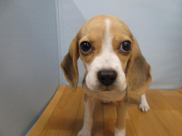 ビーグル