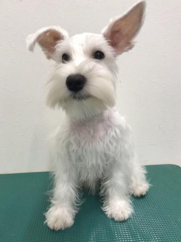 ミニチュアシュナウザー